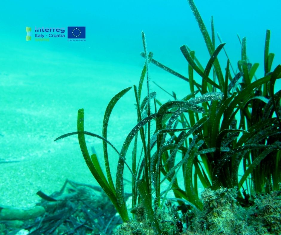 Saspas Interreg Italy - Croatia
