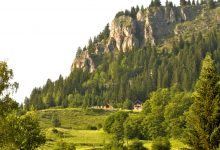 Forest in Valbona Valley Albania