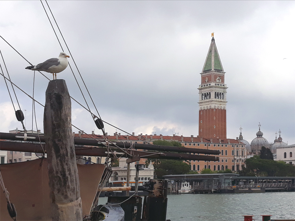 Vademecum sul gabbiano reale - Linee guida per la gestione ecosistemica integrata della specie in città