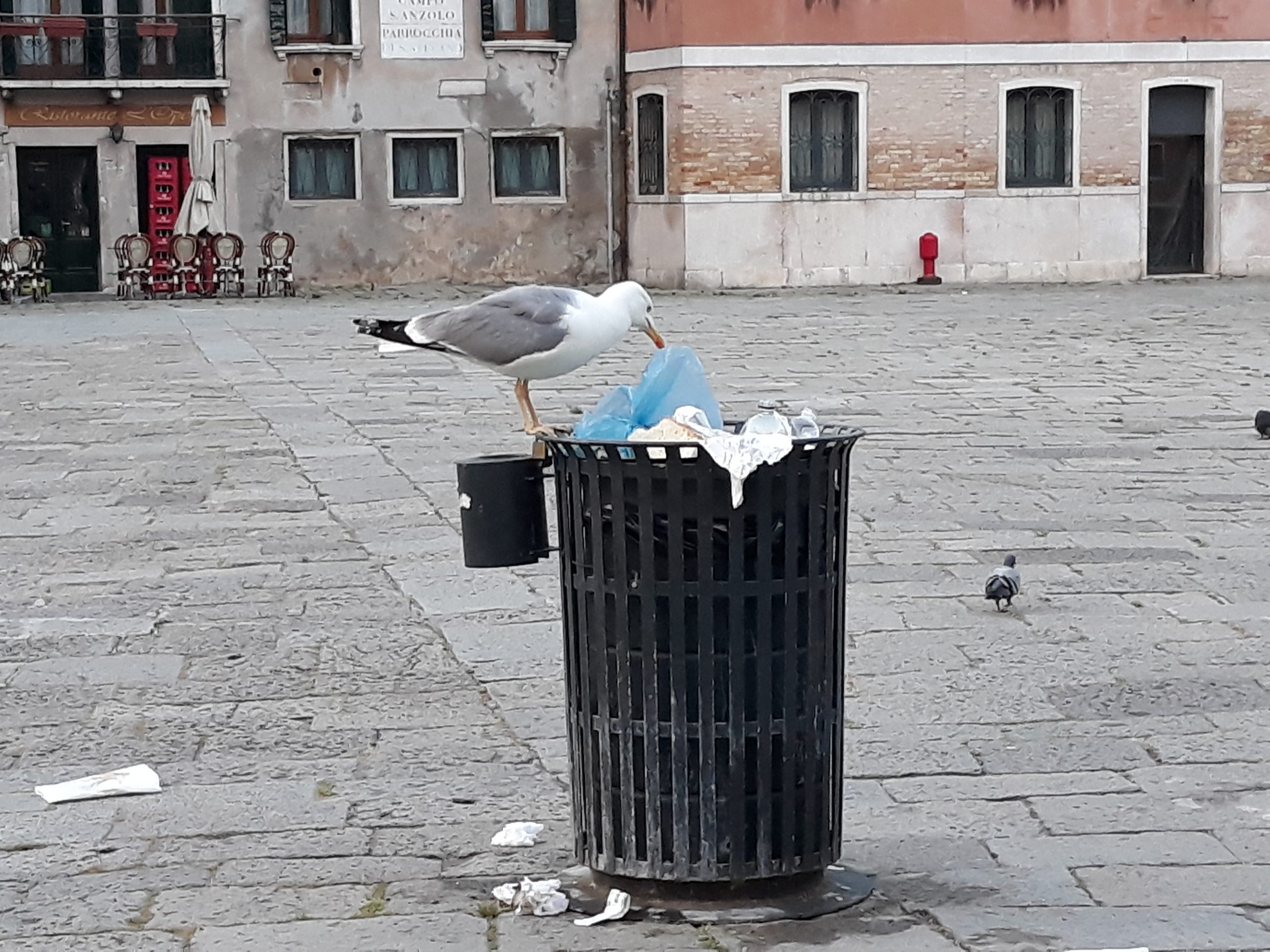 Cestino_e_gabbiano