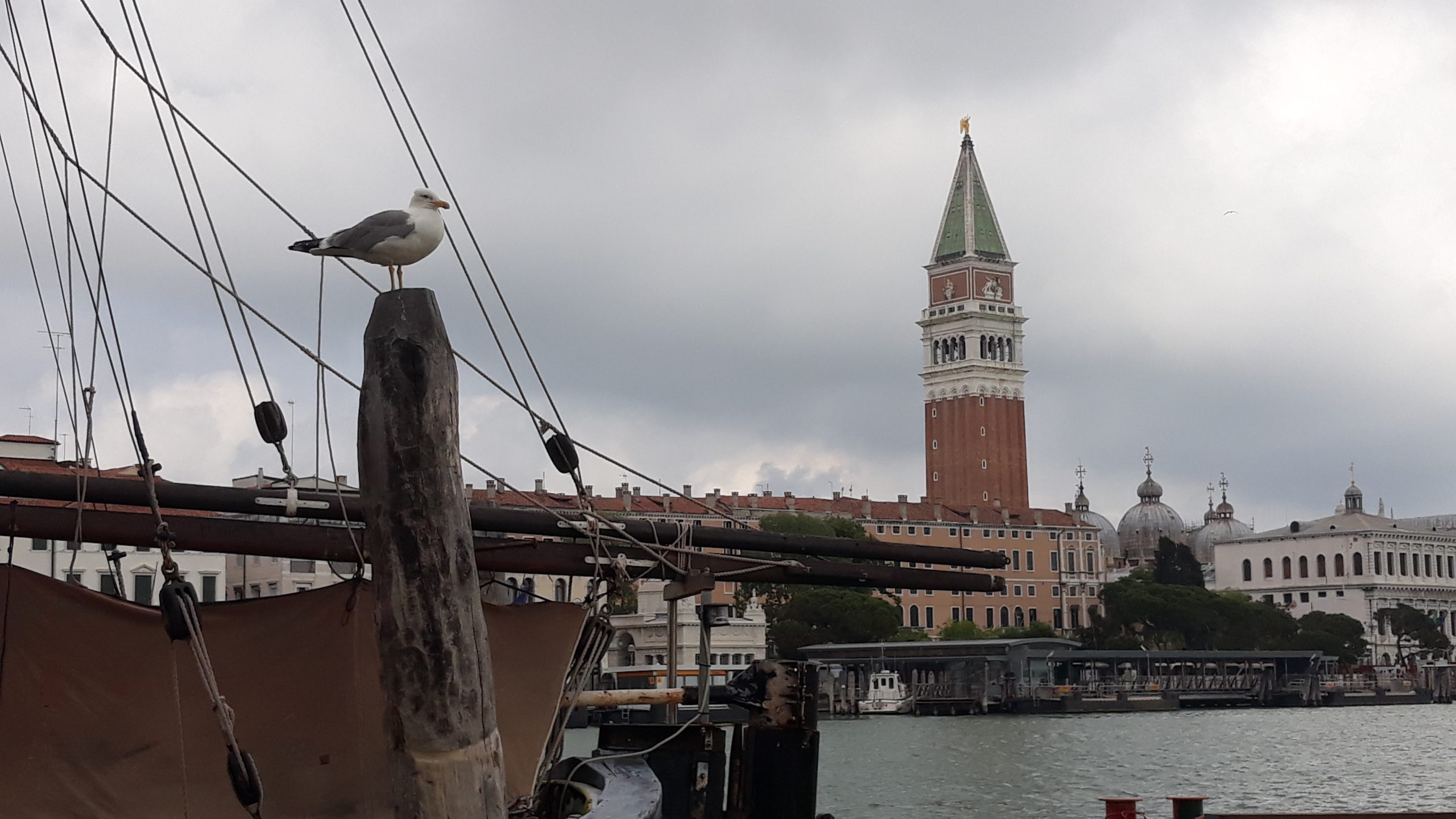 Gabbiano_in_ambiente_urbano2