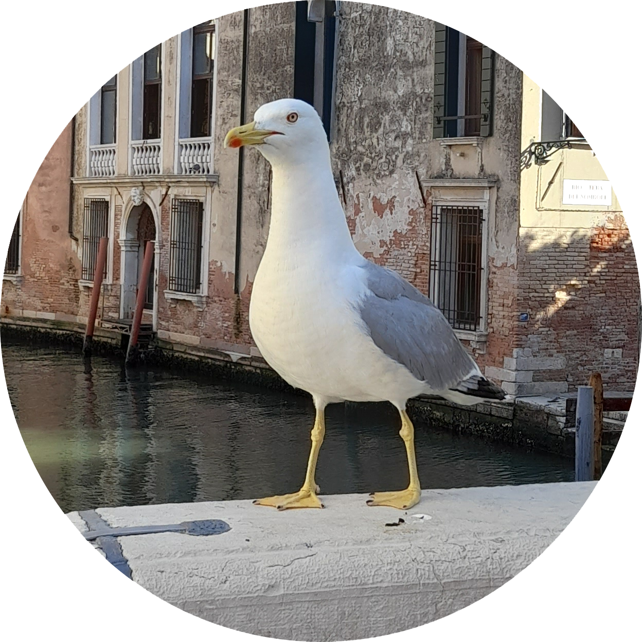 gabbiano_tondo2