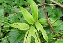 Polygonatum multiflorum_2