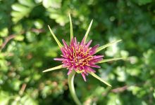 Tragopogon porrifolius