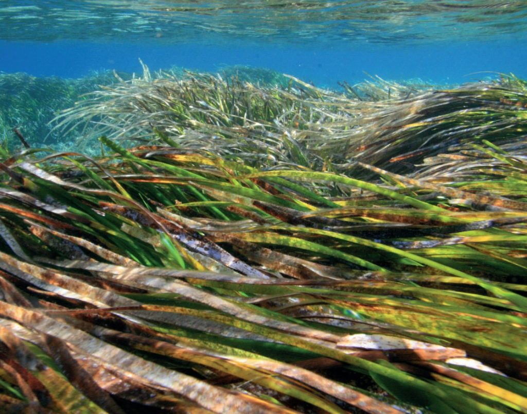 BIOPRESSADRIA su La Repubblica: tutelare le fanerogame e il loro ruolo per l’ecosistema